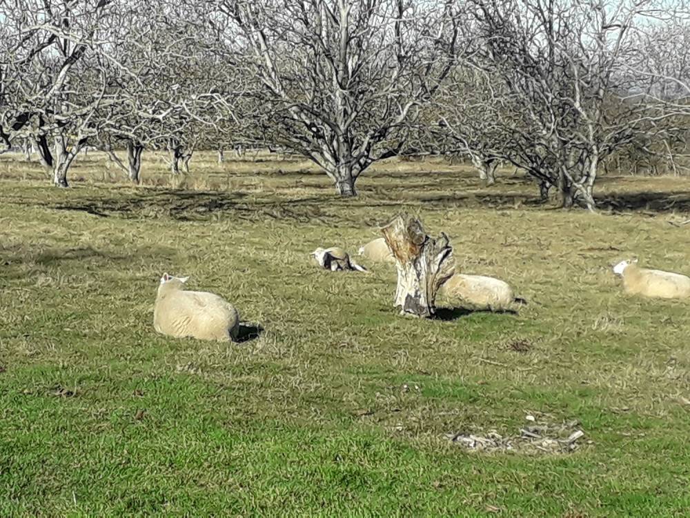animaux.jpg