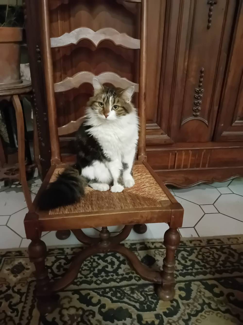 Chambre d'hôtes des Peris - Découvrez nos animaux (2).jpg